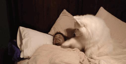 此生一定要养一只萨摩耶,相爱相杀的萨摩耶