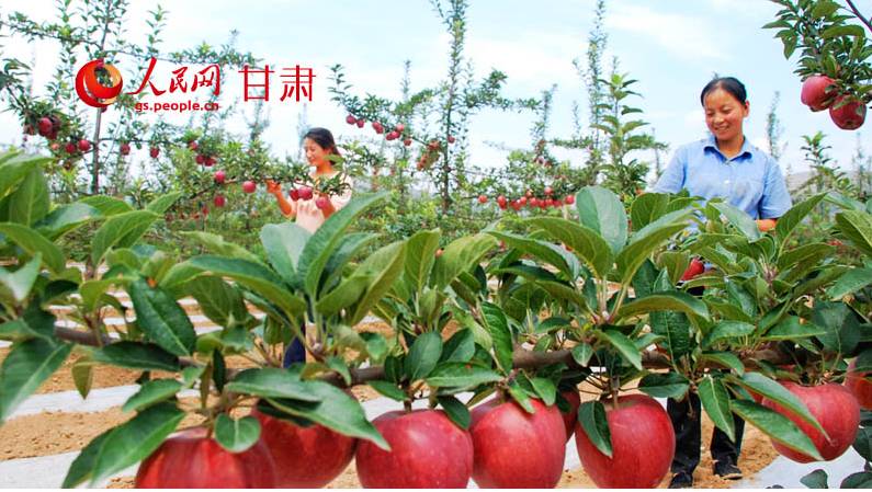 世界四个苹果,世界上有四种苹果