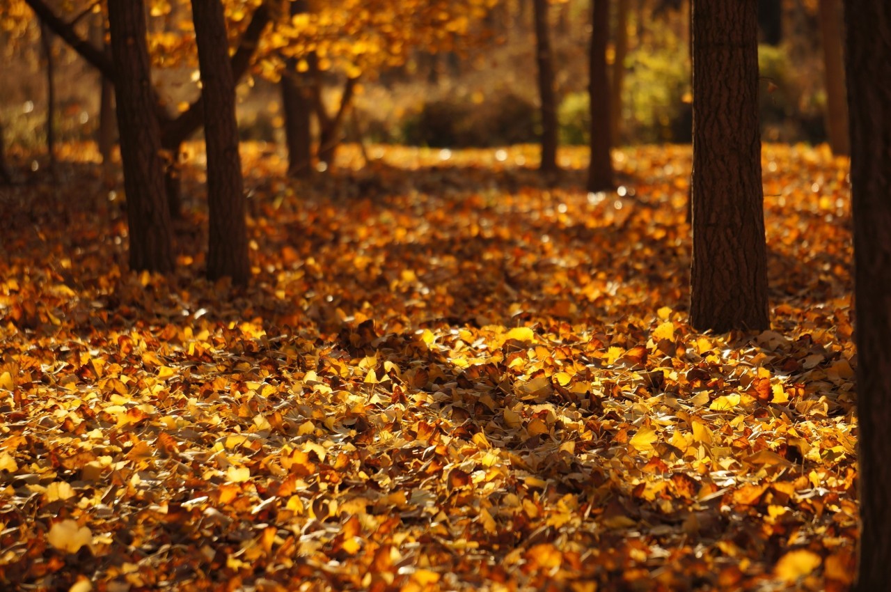 中国秋天最美的十个地方,秋天最美的旅游地点