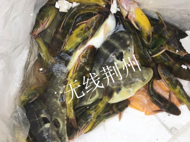 河豚中毒事件最新,河豚中毒事件最新消息
