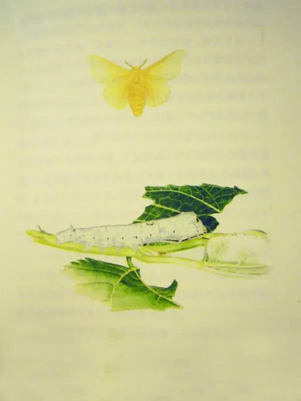 要眼明心细才能看见来自一只飞蝶的美，才能看见你的童年