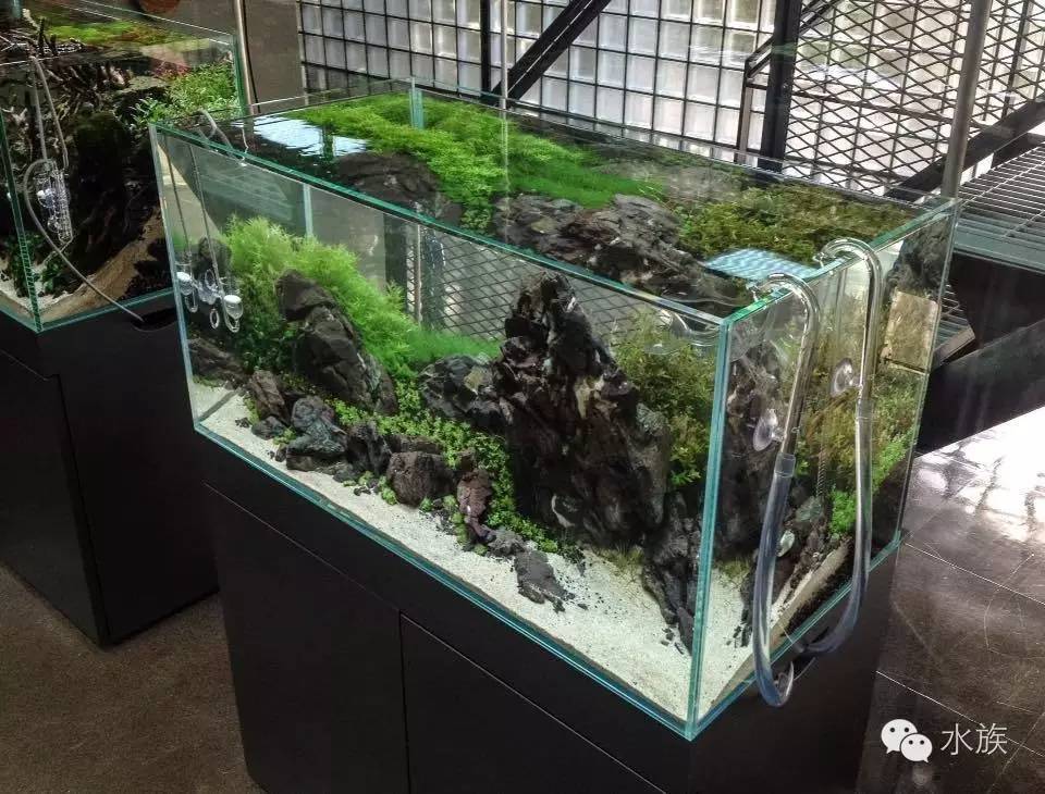 ada开缸第二天,ada开缸