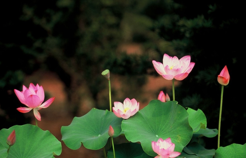 白洋淀一日游自驾游推荐,白洋淀8月自驾攻略