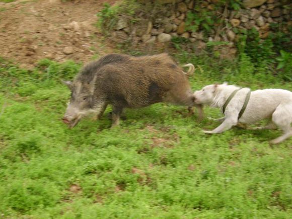 下司猎犬打猎野猪视频,猎犬下司实战打猎视频