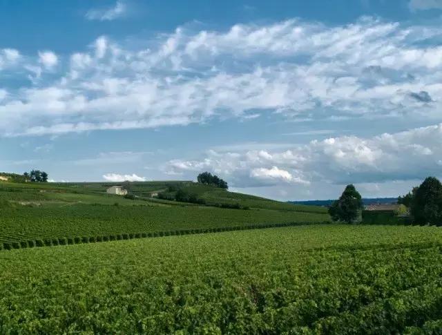 最有营养的葡萄品种,果香味浓郁的葡萄品种