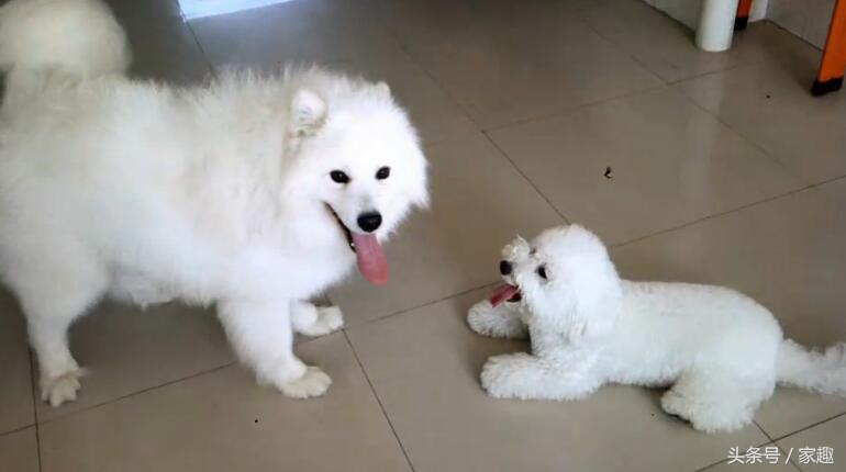 萨摩耶对战哈士奇,萨摩耶大战阿拉斯加犬