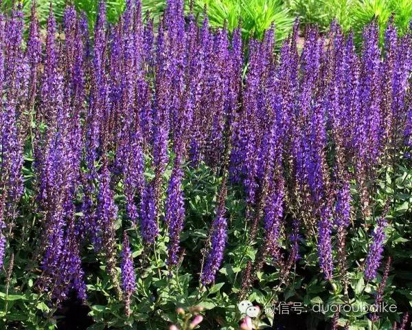 认多肉品种,教你认多肉