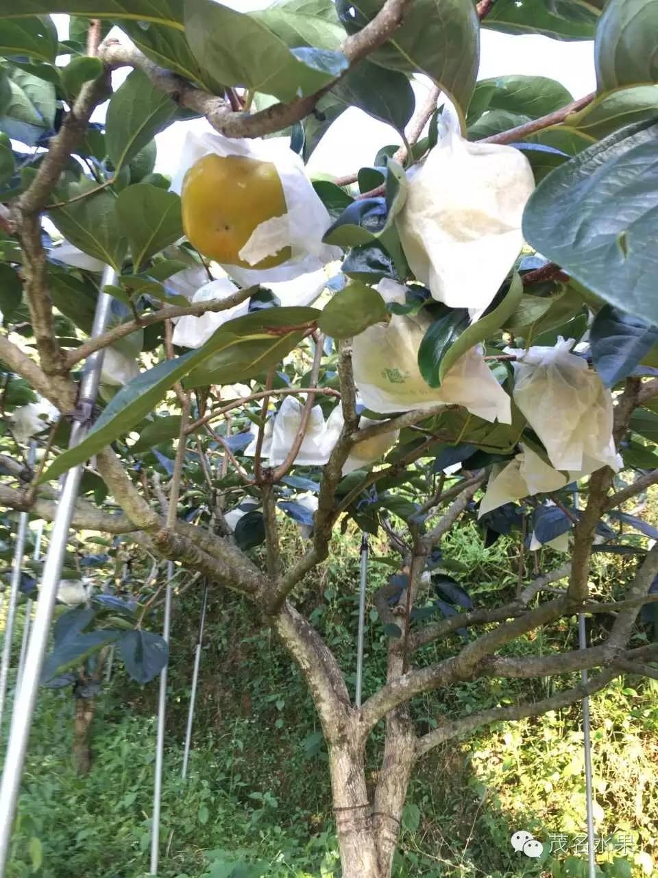 秋天如约而至,秋天如期到来