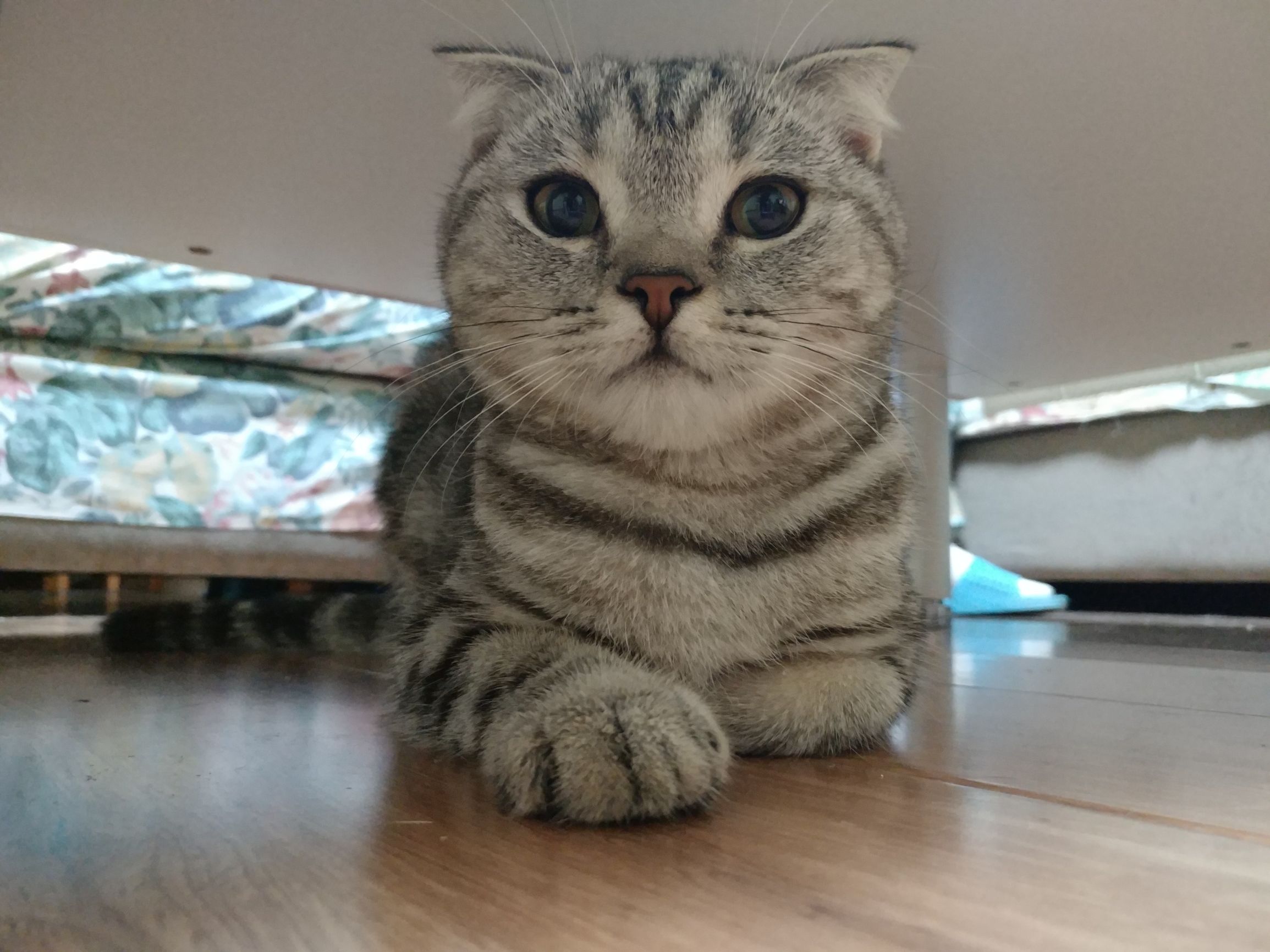 乐pro3双摄ai评测,乐3pro参数