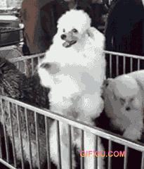 如何选择贵宾犬,贵宾狗怎么挑选