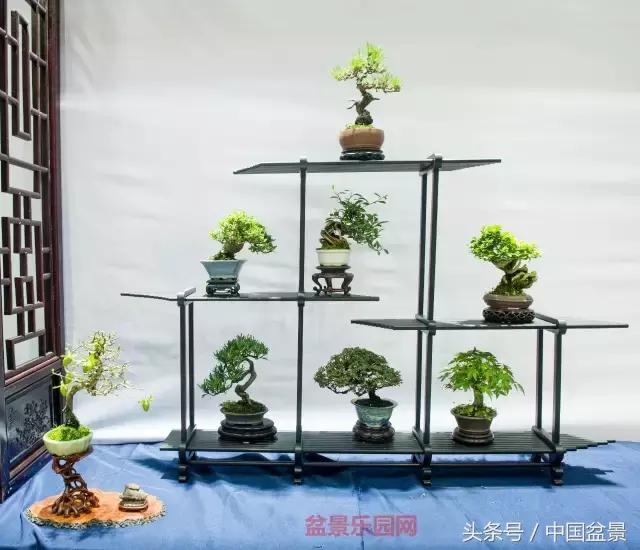 哪些野草适合微型盆景,小品盆景和微型盆景有区别吗