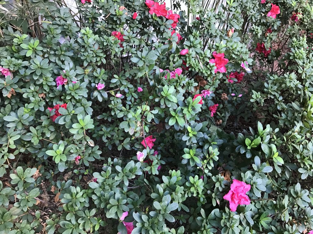 iphone7plus评测,苹果7plus测评还值得购买吗