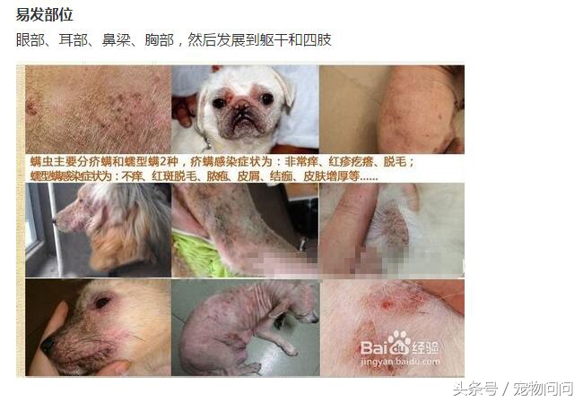 狗狗长满螨虫怎么治,宠物螨虫皮肤病用什么药