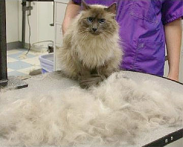 猫咪是如何排出体内吃掉的猫毛,猫咪老是掉毛吃猫用卵磷脂有用吗