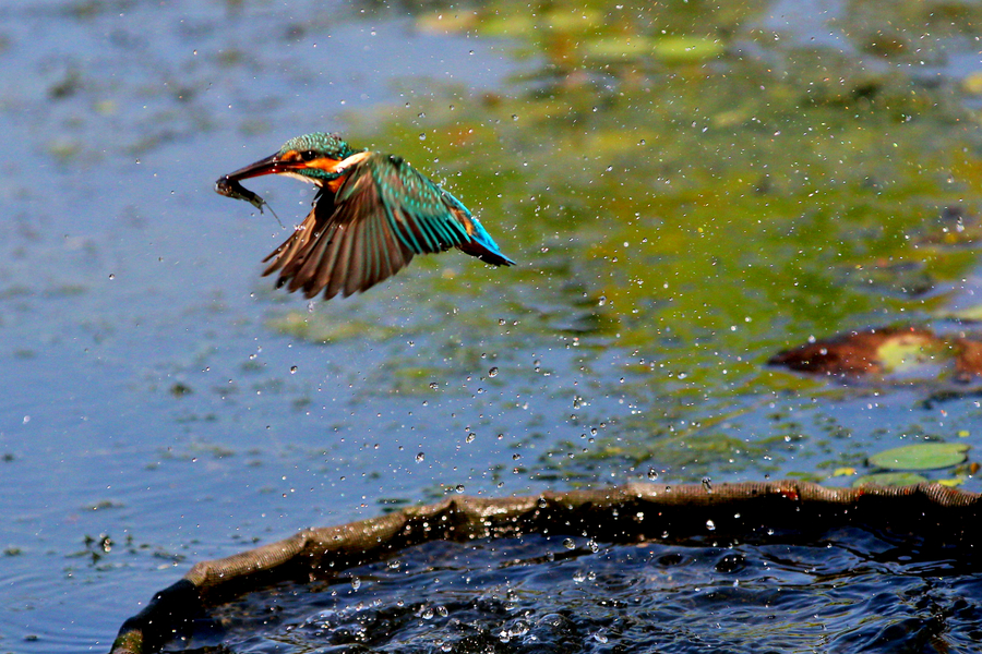 国庆去上海玩的攻略,国庆上海去哪玩人少还便宜