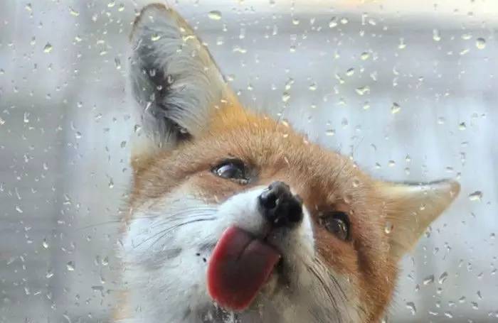 舔屏英语,舔屏的释义