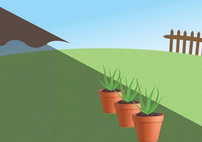 芦荟花烂根还能救活吗,如何救活蔫巴的芦荟