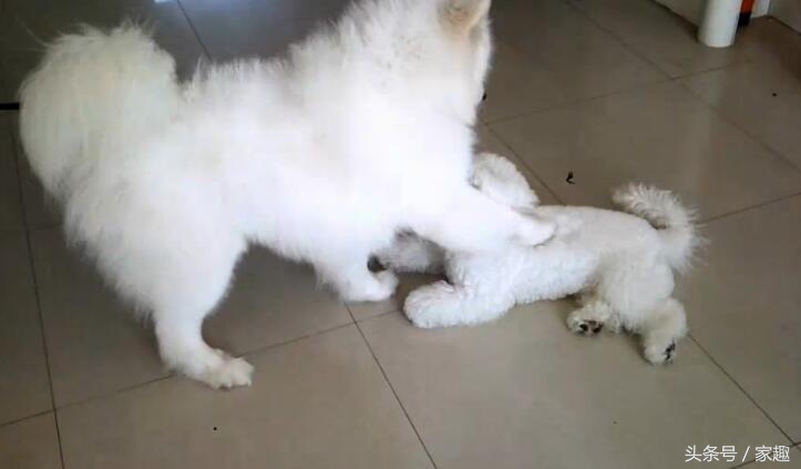 萨摩耶对战哈士奇,萨摩耶大战阿拉斯加犬