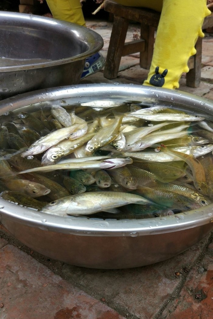 鱼塘钓鲫鱼最佳方法,鱼塘钓鲫鱼用什么饵料