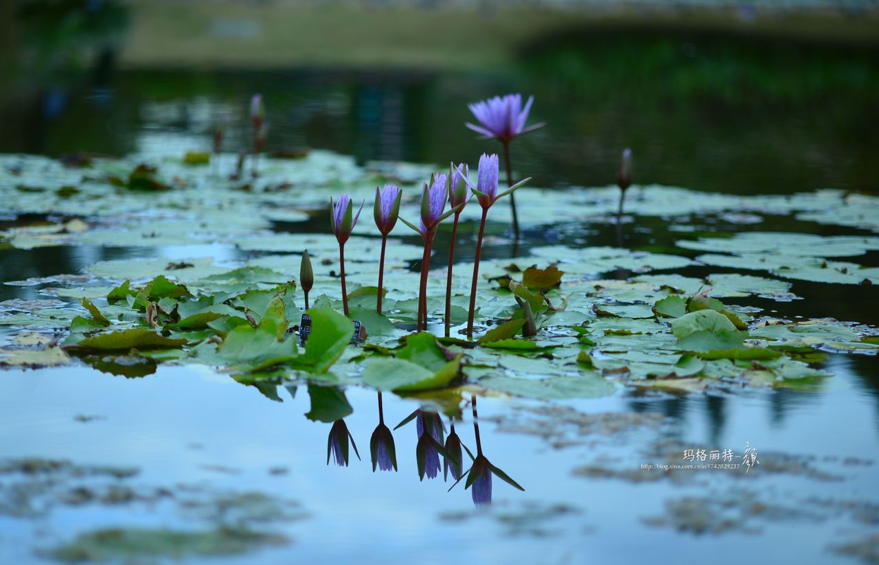 辰山植物园睡莲拍照,行摄洪湖荷花展
