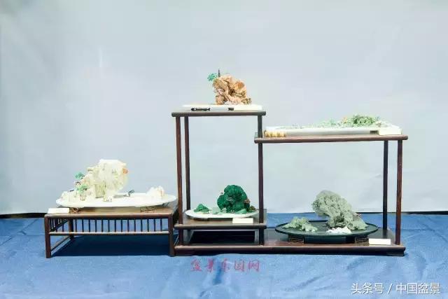 哪些野草适合微型盆景,小品盆景和微型盆景有区别吗