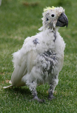 鹦鹉雏鸟啄羽毛怎么办,鹦鹉总是啄窝怎么办