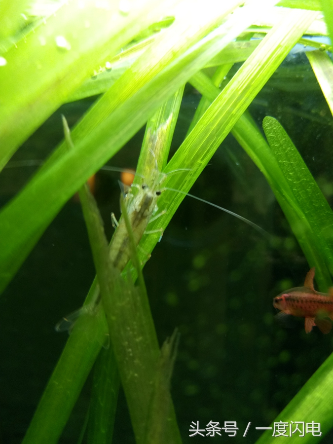 魅蓝手机u10,魅蓝u10白色