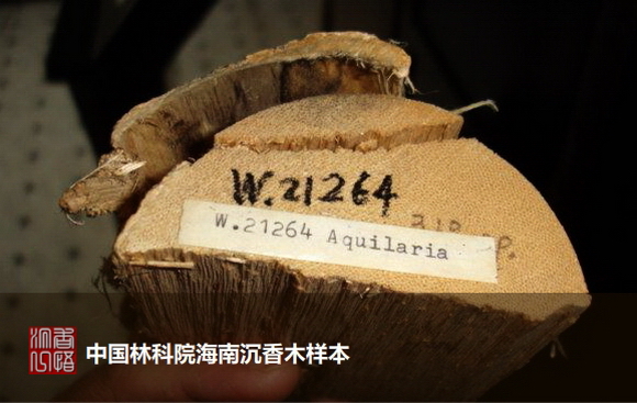 海南沉香最好是啥沉香,海南沉香知识
