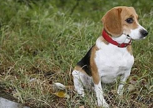 狗萌宠有哪些品种,18种萌宠狗狗