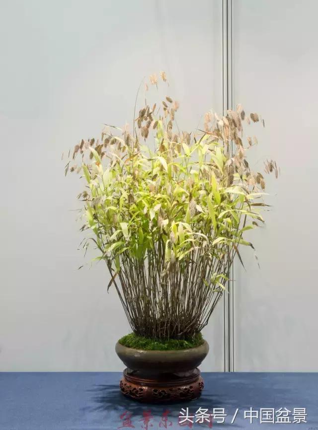 哪些野草适合微型盆景,小品盆景和微型盆景有区别吗