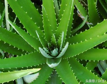 唇疱疹又痛又痒，医生:这几招可减轻发炎、加速疱疹脱落！