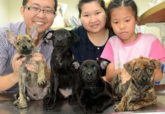 母狗发烧小狗全死,母狗发烧了