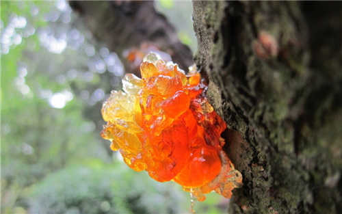 桃胶与燕窝最全面对比,桃胶是平价燕窝吗