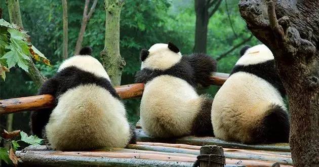 成都主题乐园推荐,成都新增的主题乐园