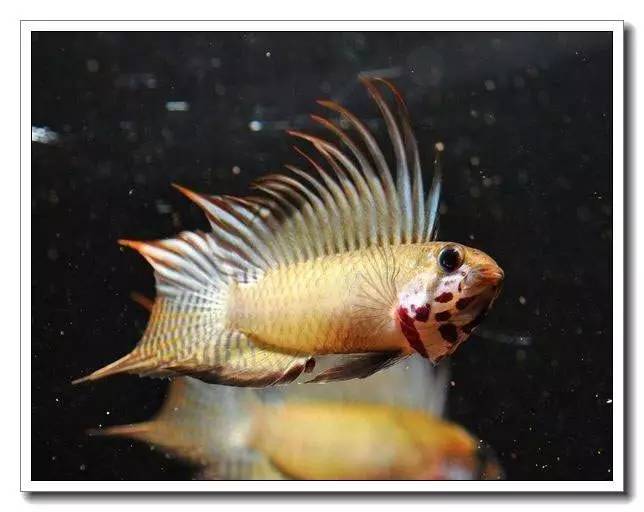 杂志连载南美短鲷的饲养法（二）