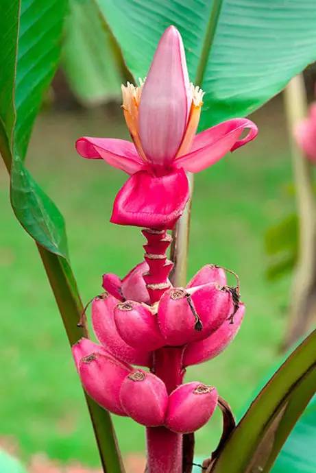 十大土豪水果,土豪水果