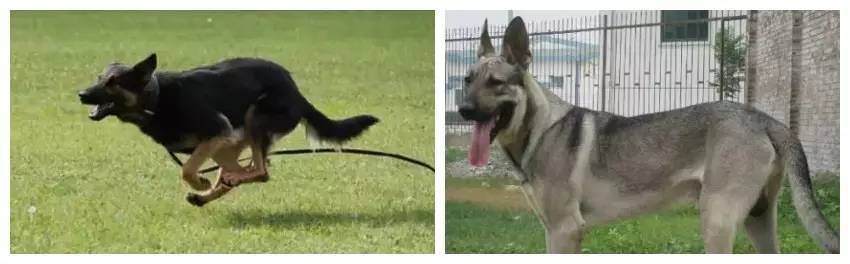 姿势|海关首次境外选犬,为何挑的是它?