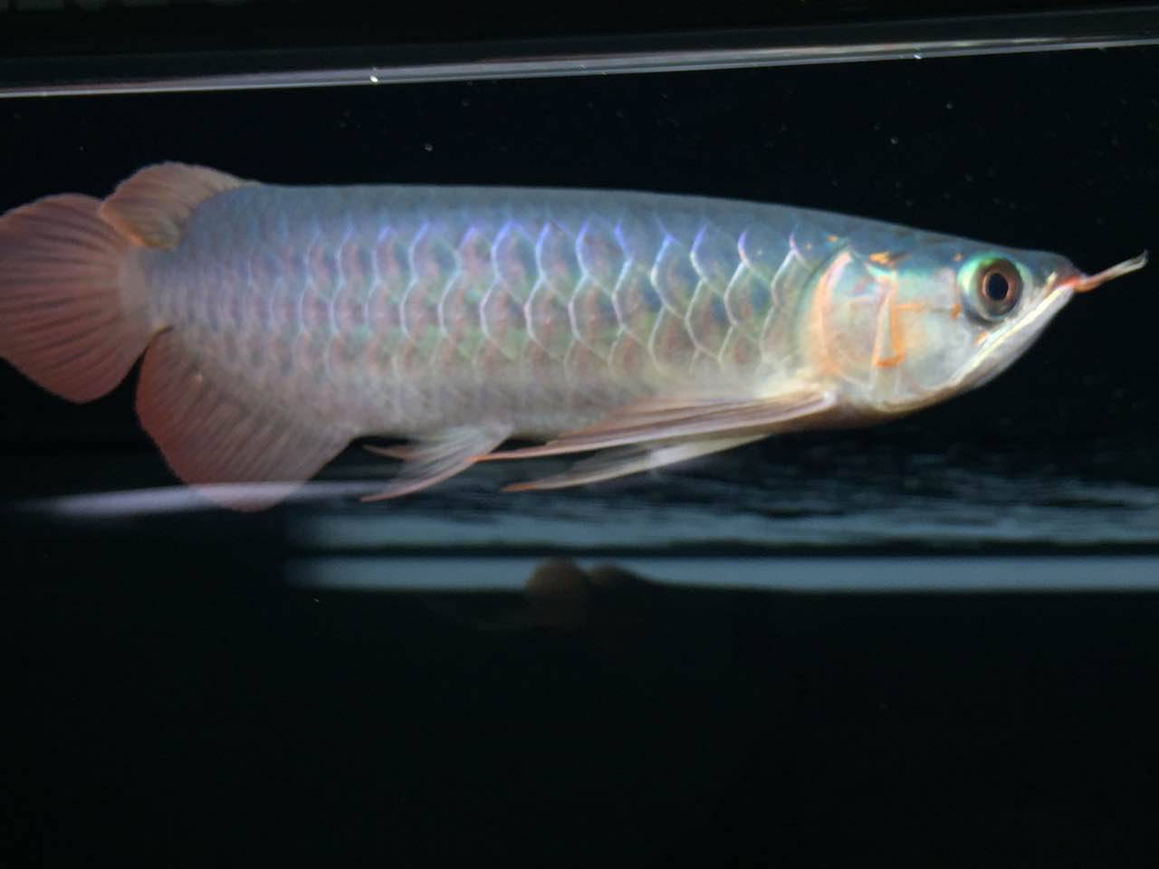 养鱼新手语录大全,养鱼翻车语录