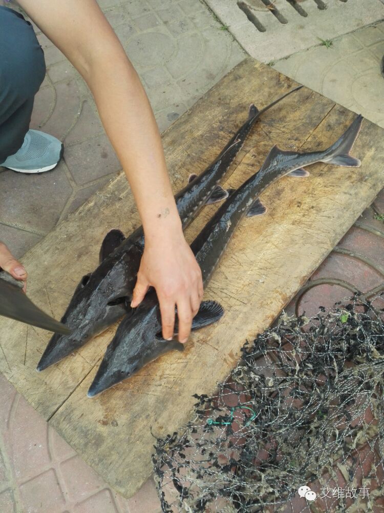 艾维wwoofer之：希望的曙光，为你为我