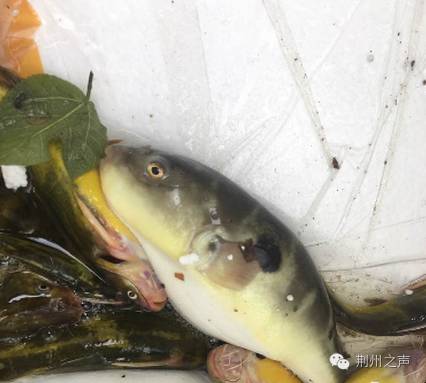 荆州突发！河豚鱼运输途中侧翻遭哄抢误食或身亡