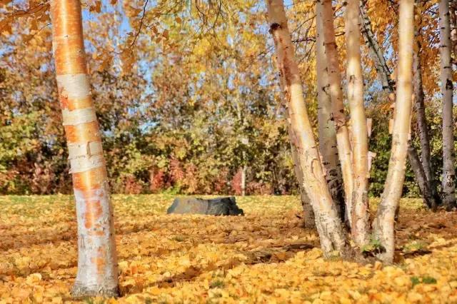 你们都错了，其实加拿大的秋季才是最厉害的时装大师