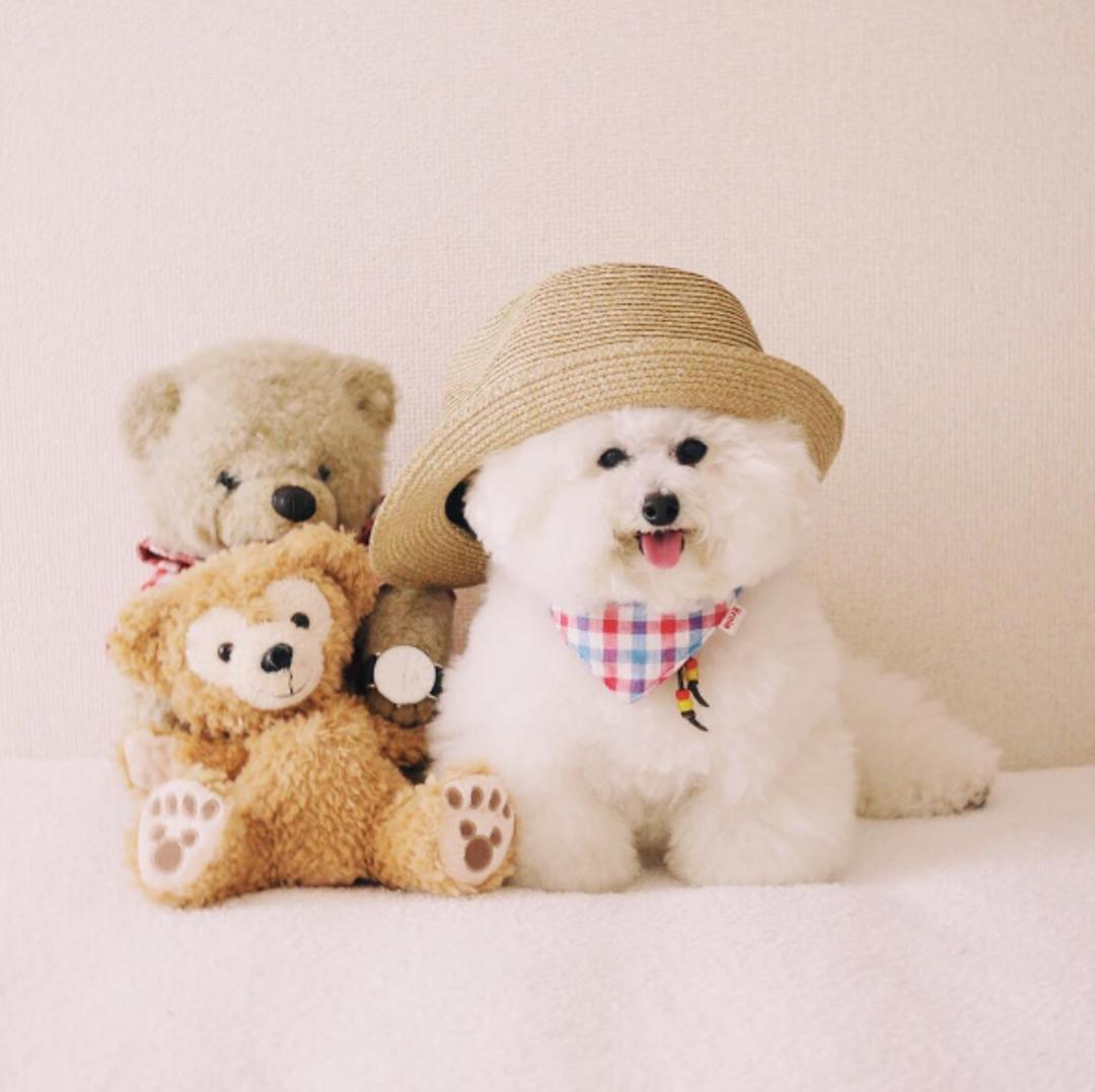 狗狗叼着玩具娃娃,狗狗玩玩具娃娃