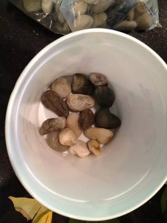 一般的绿萝可以做成绿萝柱,绿萝长出绿萝柱怎么弄好看