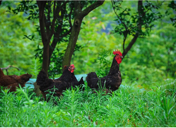 生态散养土鸡养殖技术,土鸡生态养殖技术探讨报告