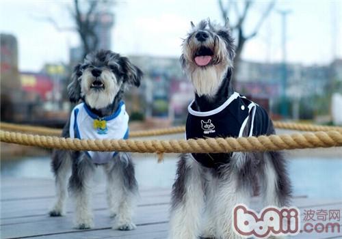 狗狗毛发日常养护,哪种小体狗狗毛好打理些