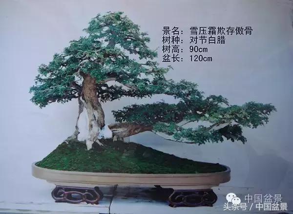 蚊母盆景的养殖方法,盆景中华蚊母的小叶叶片图片