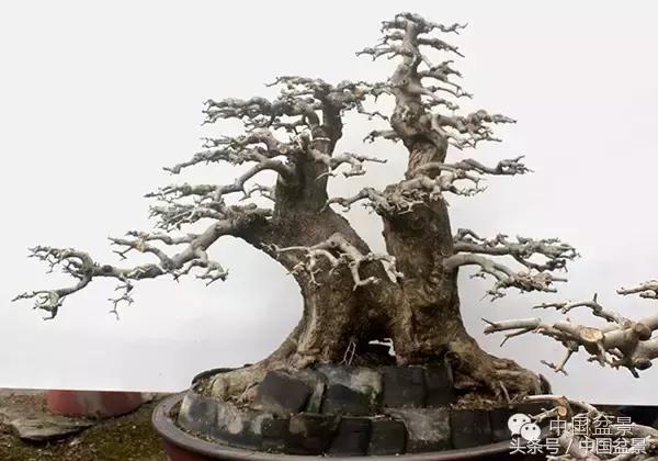 蚊母盆景的养殖方法,盆景中华蚊母的小叶叶片图片