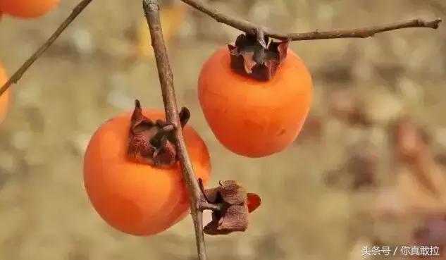 山东临沂平邑县的柿子怎么样,临沂哪里可以采摘新鲜铁皮柿子