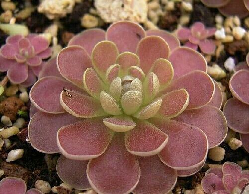 向阳的玻璃花房,玻璃花房设计建造