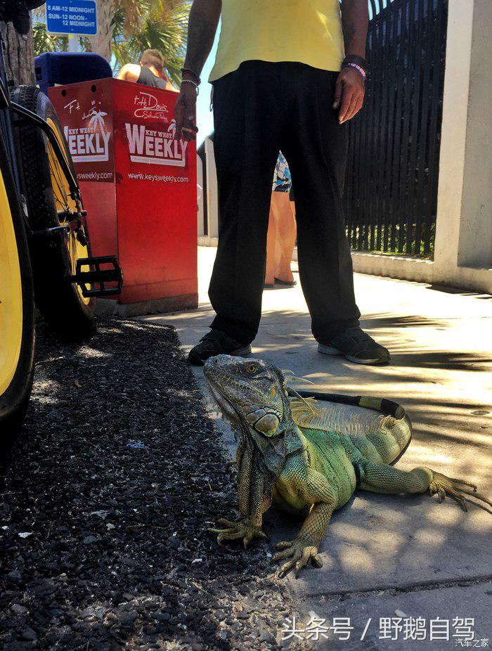 野鹅旅行,野鹅自驾无人区